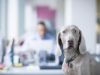 5 Free Perks Employees Will Love You  For