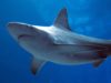 What It’s Like to Start Your Own Business and Prepare for “Shark Tank” With Tim Barklage