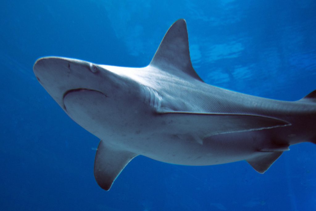 Whats it's like to be on Shark Tank?